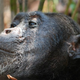Illustration for article titled Chimps dont care if someone else gets robbed